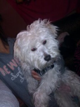 bellaxoxo